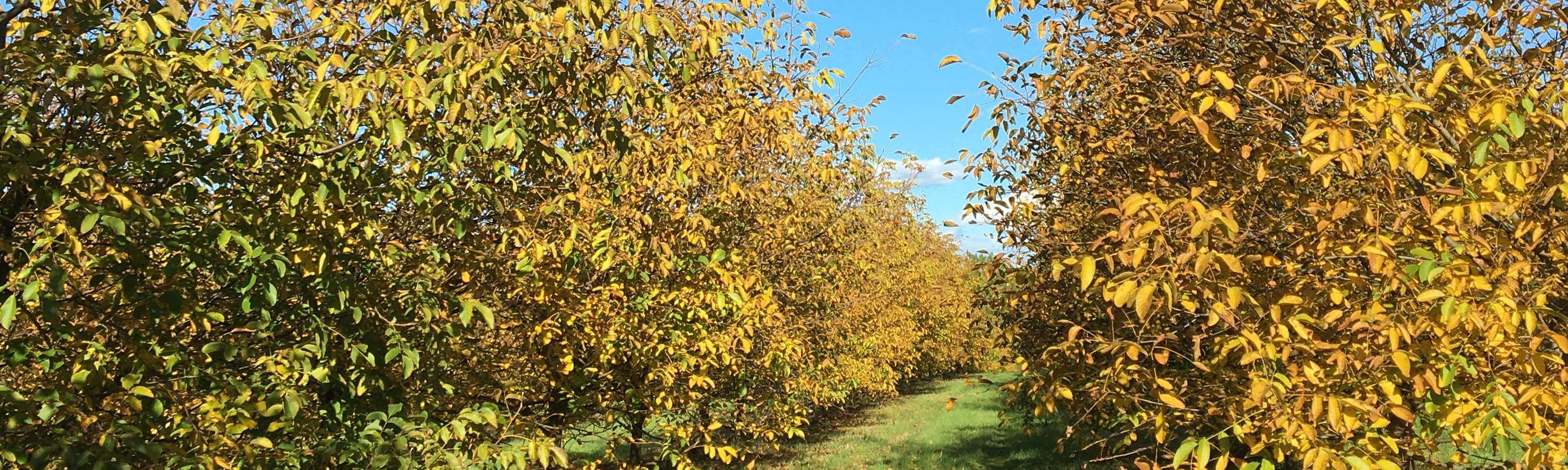 Walnut trees