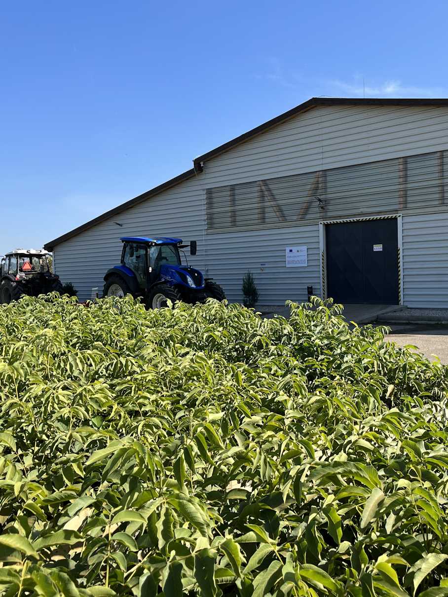 In front of the walnut processing factory