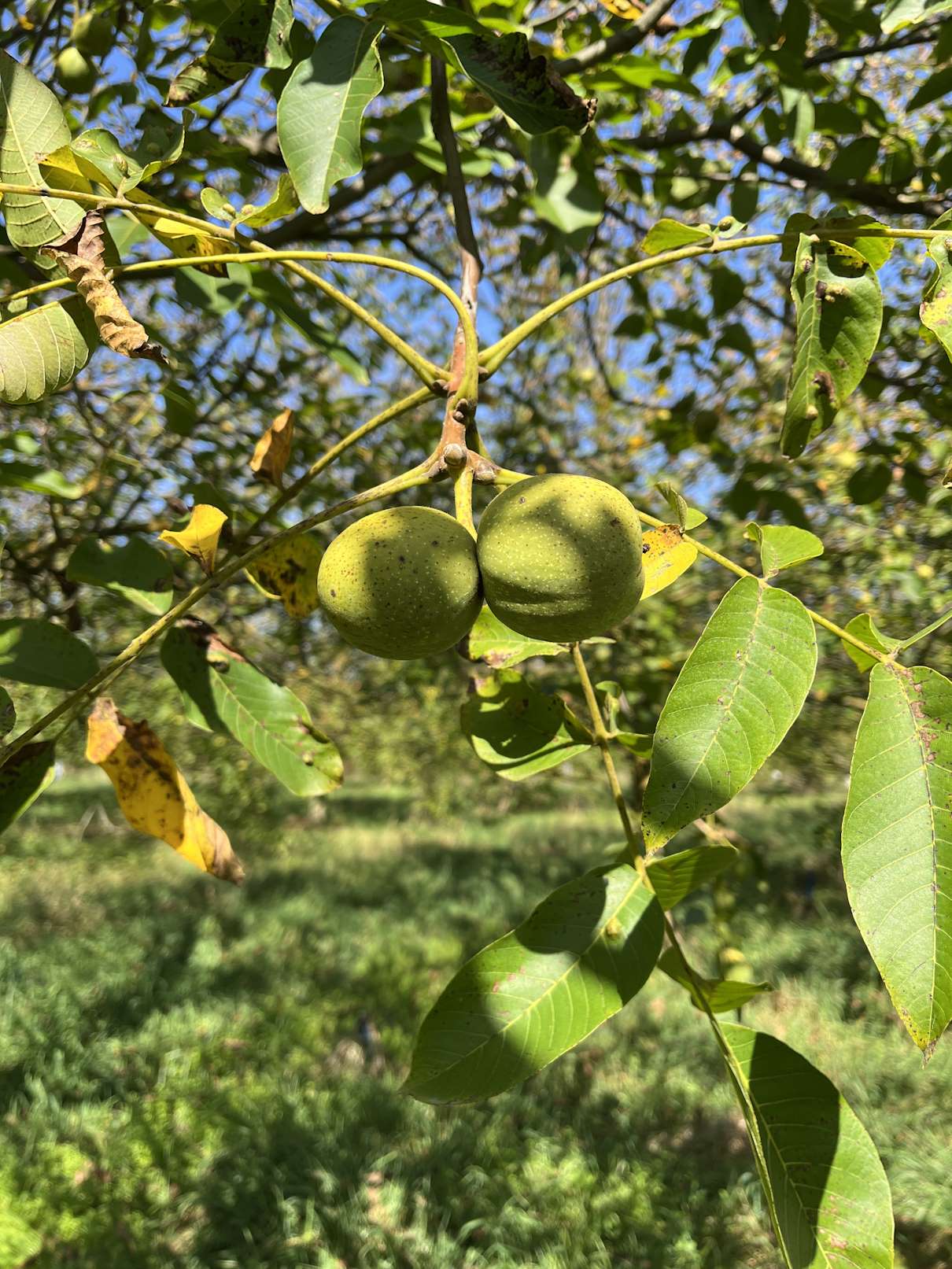 Green walnut shell on tree