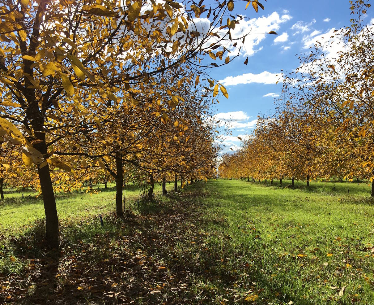 Walnut Trees Autumn in field