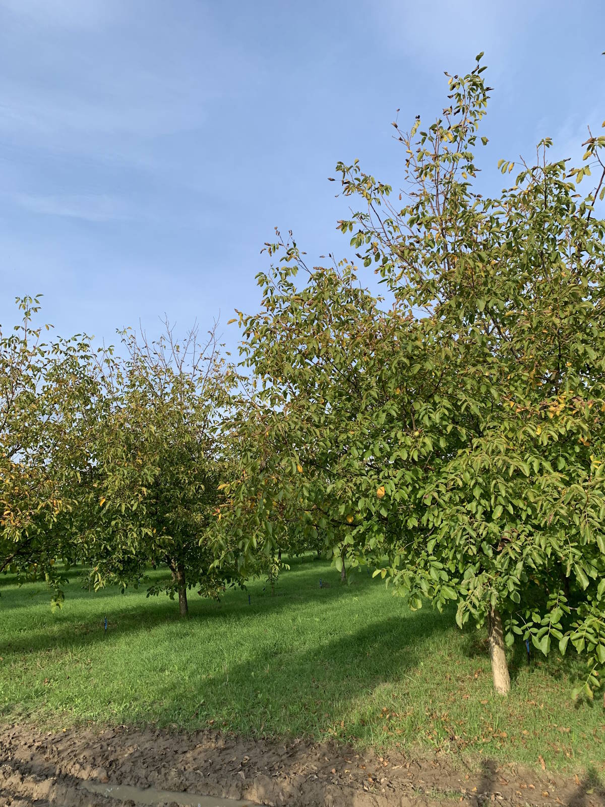 Walnut trees in field