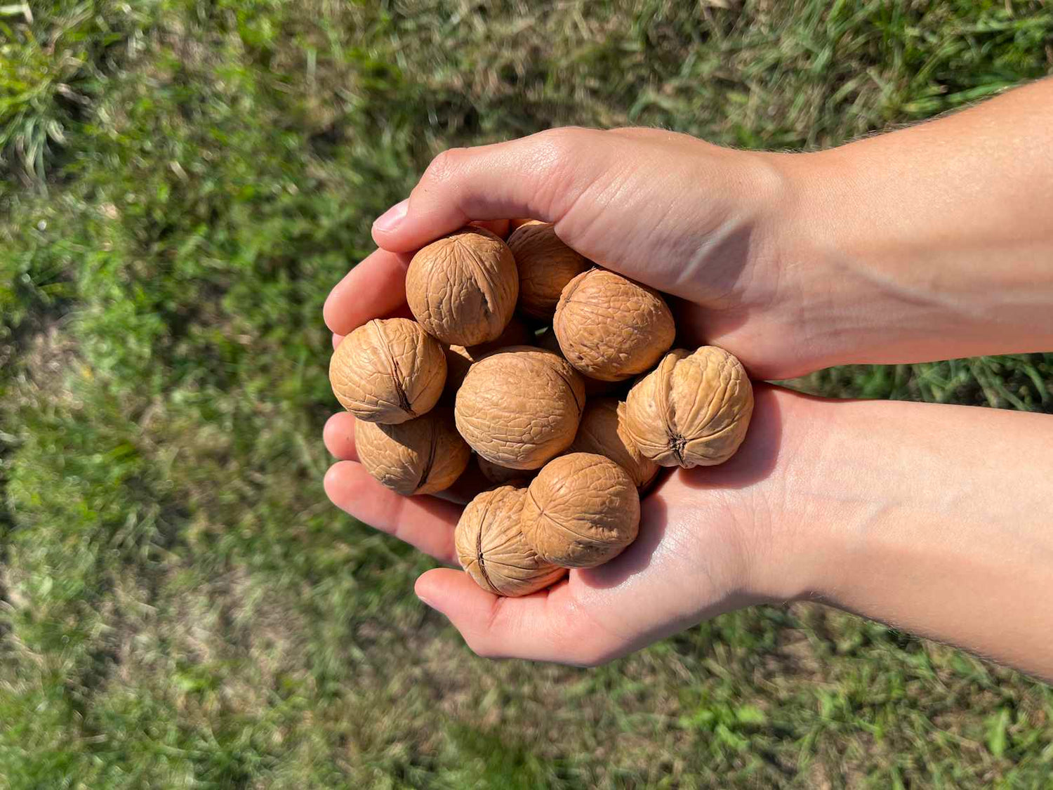 Walnut shelled in hands